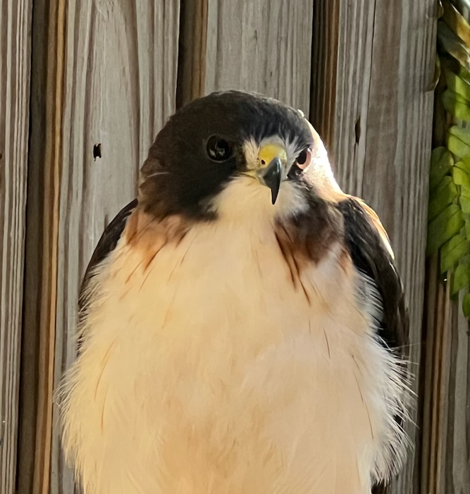 A Short-tailed Hawk